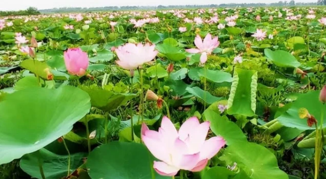 deshchitro-63174f4c54db7-060922074652.webp