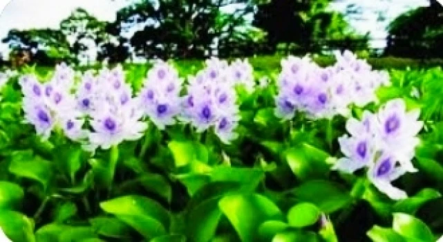 deshchitro-63797d19d750f-201122070425.webp