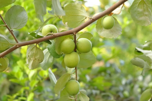 deshchitro-63d52b11a6ece-280123080257.webp