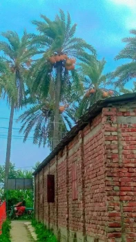 deshchitro-646b06cc530da-220523120812.webp