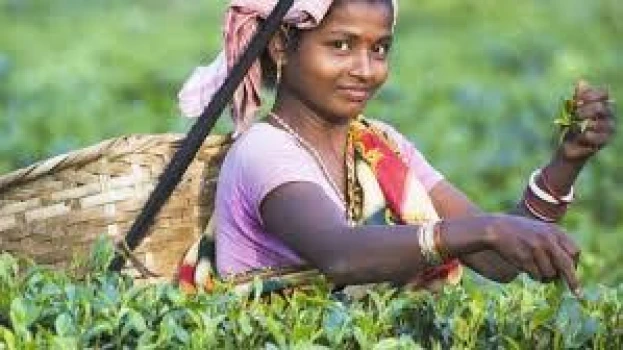 deshchitro-64e5943212eef-230823110802.webp