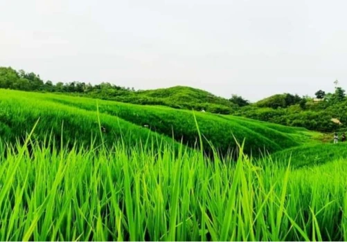 deshchitro-64ef197d2db49-300823042709.webp