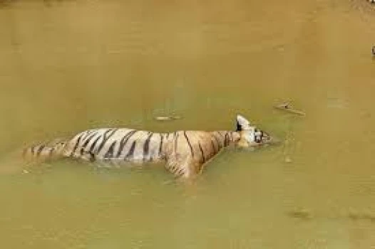 deshchitro-6562f34064c73-261123012656.webp