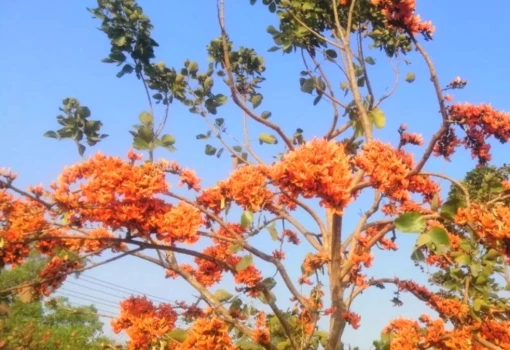 deshchitro-65cbae812deed-140224120137.webp