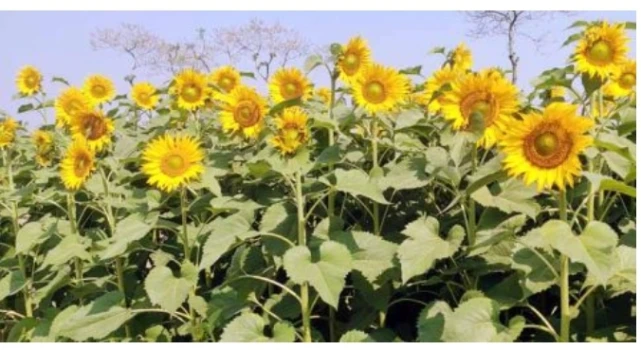 deshchitro-65ea6c50ca097-080324073928.webp