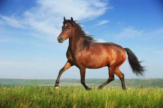 deshchitro-67d8fb8b7027d-180325105019.webp