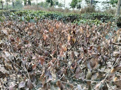 deshchitro-67f14538f2aaf-050425085904.webp