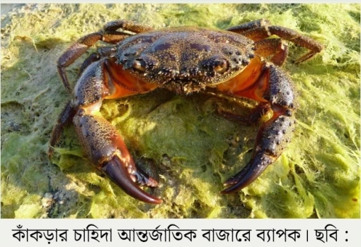 deshchitro-699c0f083f100-230226022544.webp